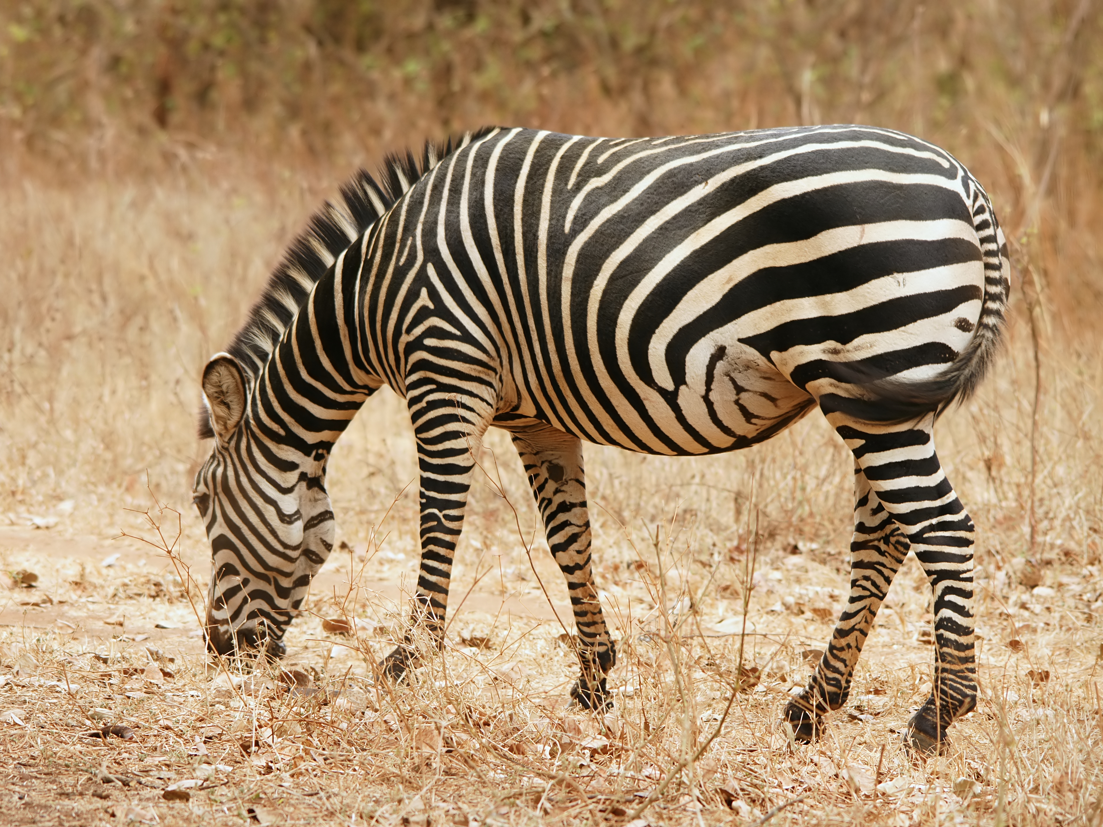 Grant's Zebra close to Chilanga near Lusaka, Zambia. Photo taken on August 2, 2010.