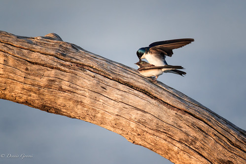 action background bird bombayhook delaware mating spring sunset swallowtail wildlife smyrna unitedstates us