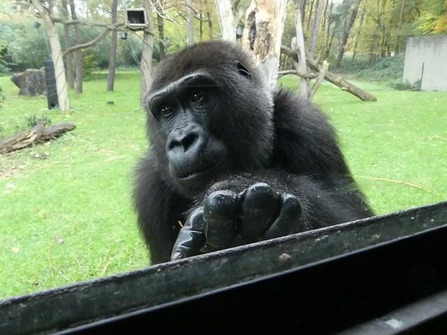 Gorilla, Burgers Zoo