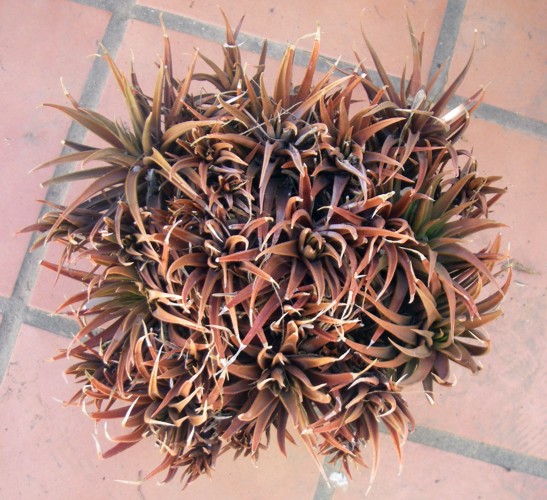 Haworthia angustifolia 40690129014_dd4cb4921e_o