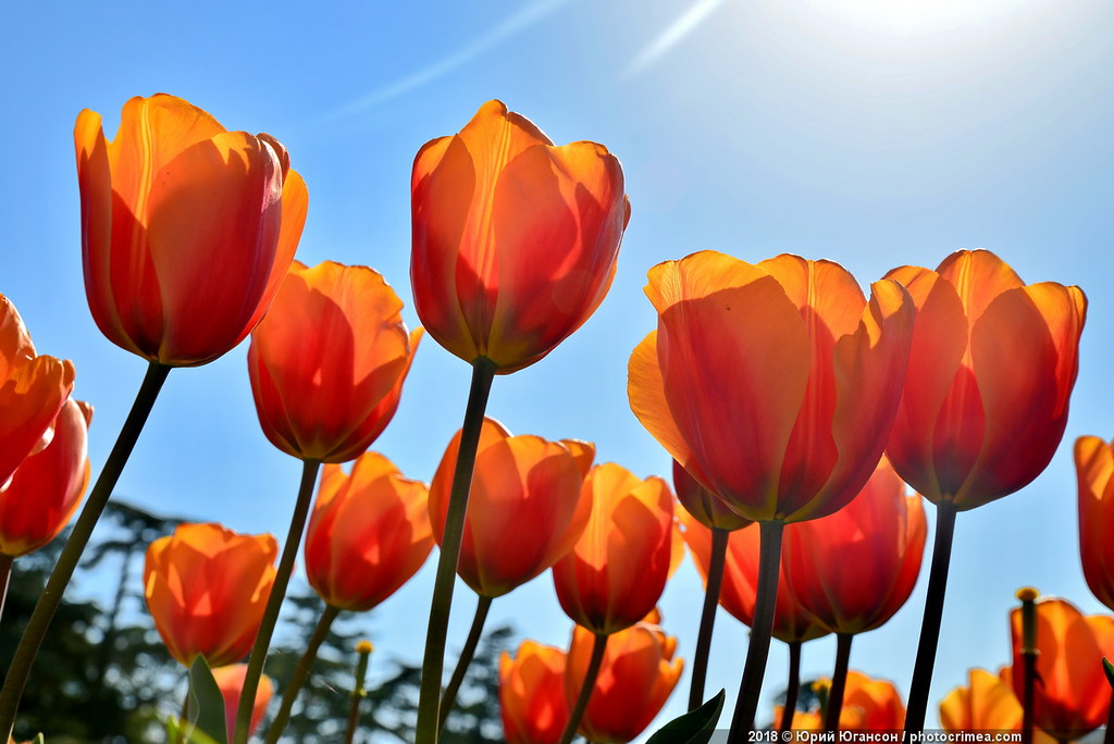 Парад тюльпанов -2018 Сегодня, количества, ЧИТАТЬ, сайте, много, Очень, цветёт, сакура, секрету, Скажу, намекаю, выходные, провести, знаете, крымчане, цветов, такого, Никитском, побывал, ботаническом