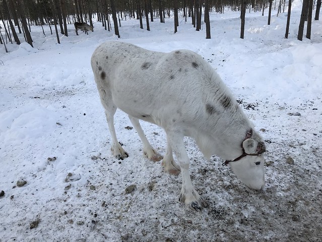 White reindeer, Arctic Snow Hotel