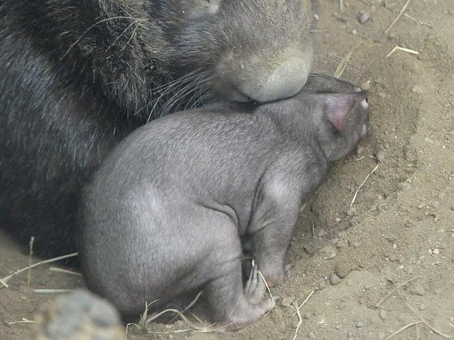 Babywombat, Zoo Duisburg