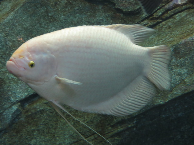 White Fish