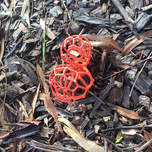 orange net fungi