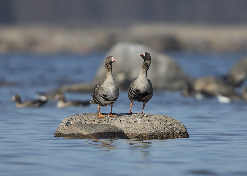 Greater White-fronted Goose  Anser albifrons