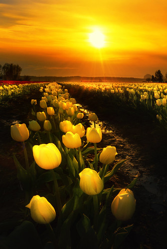 nature landscape skagitvalley tulipfestival tulips