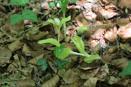 White Helleborine Cephalanthera damasonium var. chloriantha