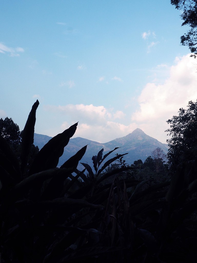 Mountains Tea Plantation Kerela India Travel Guide Tips Disapora_effected