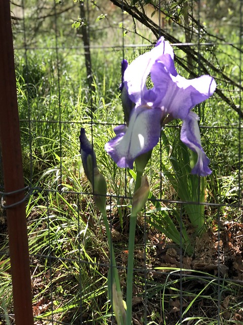 Spring garden — Corvallis