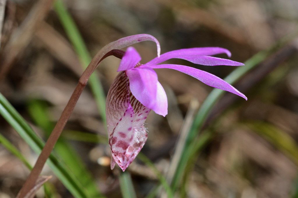 Fairy Slipper, Calypso Orchid
