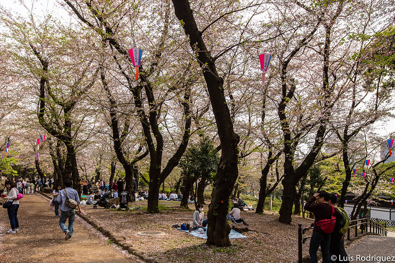 Hanami en el parque Asukayama