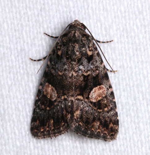lepidoptera moths australia manningriver inaturalist tinonee pseudeustrotiamacrosema
