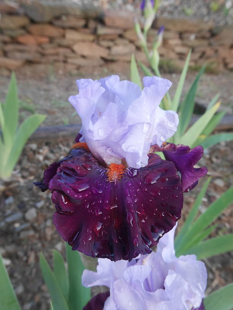 Iris 'Full Figured' - amoena n°2018-3-Cugan [identification] 42247244781_72bcbcce46_z
