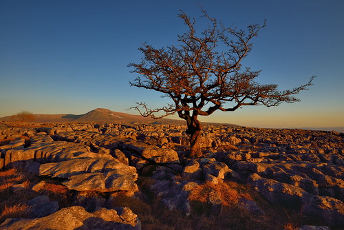 sunset tree lone loner twisleton scar end scars twisletonscarend twisletonscars twistleton limestone pavement grikes clints northyorkshire yorkshire limestonepavement lonetree ewestop ingleton bleak stark fell rock rocks gnarled gnarly twisted dales 3peaks yorkshire3peaks ingleborough landscape blue sky cloudless national park yorkshiredalesnationalpark moors moorland moor lowsleightsroad lowsleightsrd imagestwiston godsowncountry polarizer cirpl cpl ultrawide ultra wideangle wide angle contrail