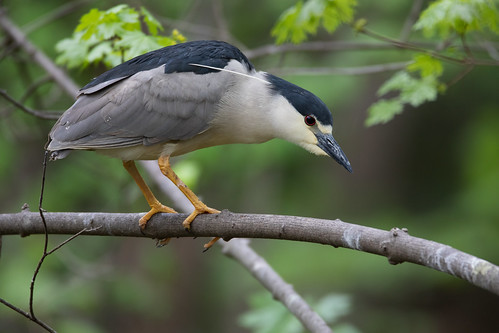 nycticoraxnycticorax blackcrownednightheron