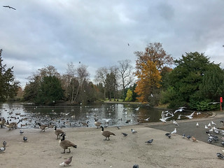 Photo 1 of 6 in the Cannon Hill Park (27th Nov 2016) gallery