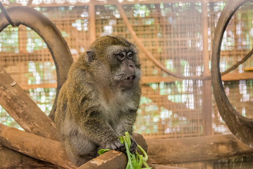animal mammal primate monkey crabeating longtailed macaque macaca fascicularis achondroplasia dwarfism