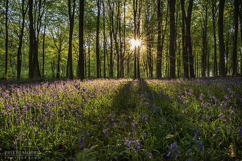 bluebells spring wildflowers flowers woodland woods forest trees sunlight sunset sunburst countryside nature england