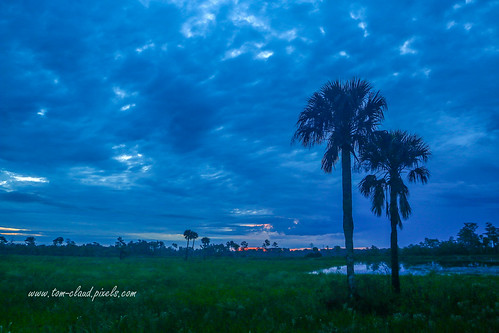 sunrise sky bluesky clouds cloudy weather landscape trees palms palmtree nature mothernature pineglades naturalarea pionegladesnaturalarea jupiter florida usa outdoors