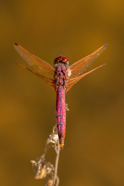 Violet Dropwing Dragonfly (Male) - Trithemis annulata