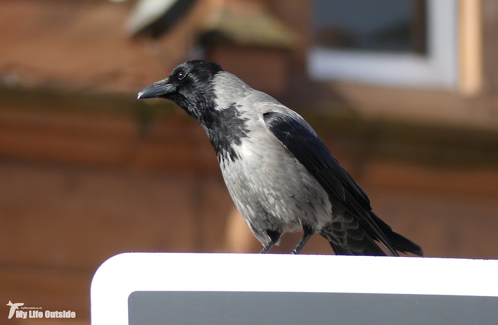 P1140156 - Hooded Crow, Oban