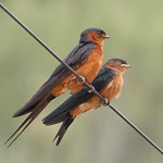Rufous-bellied Swallows