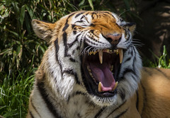 National Zoo 3 May 2018  (964) Tiger