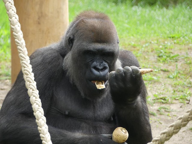 Gorilla Bibi, Zoo Berlin