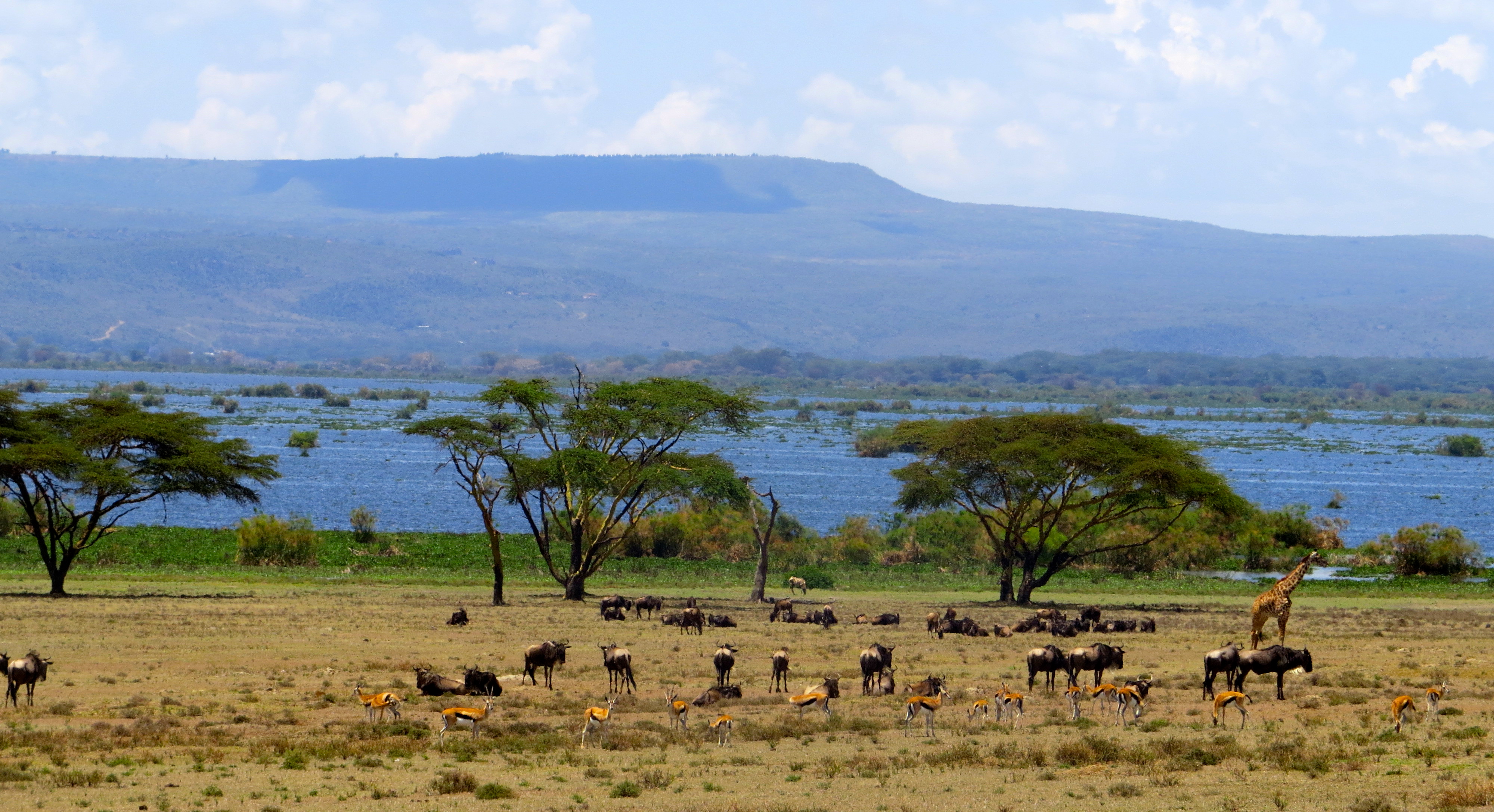 Wildlife at Crescent Island, Lake Naivasha in Kenya. Photo taken on October 20, 2013.
