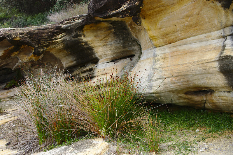 Grasses and sandstone