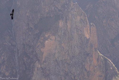 travel peru colcacanyon condor birds nature andes mountains canyon landscape aerial