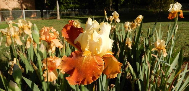 Light yellow and bronze iris, with more behind it