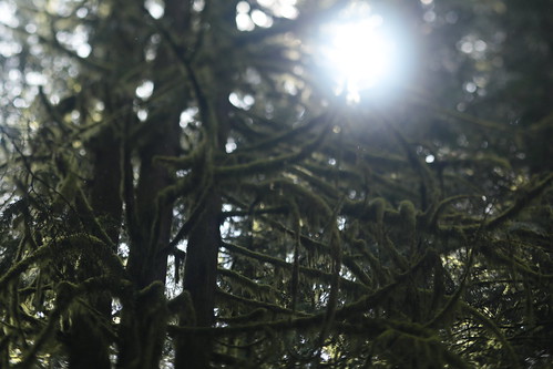 lewisandclarkstatepark washington forest spring tree westernredcedar moss tilt blur bokeh sun