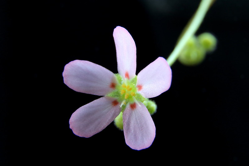 Drosera helodes Bullsbrook form (pale pink flowers with red dots) 40709809225_abd7c4ebf0_c