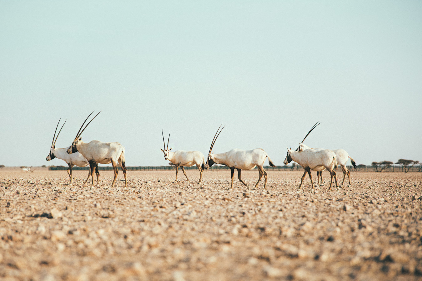Arabian Oryx Sanctuary, Oman