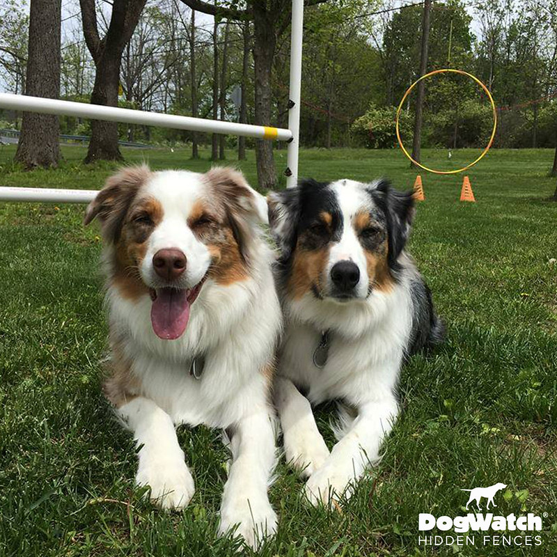 Red and Blue, Australian Shepherds, DogWatch of East Central PA