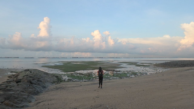 Living seagrass meadows of East Coast Park