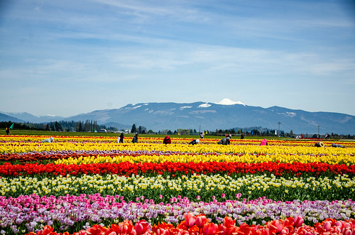 Skagit Valley Tulips-69