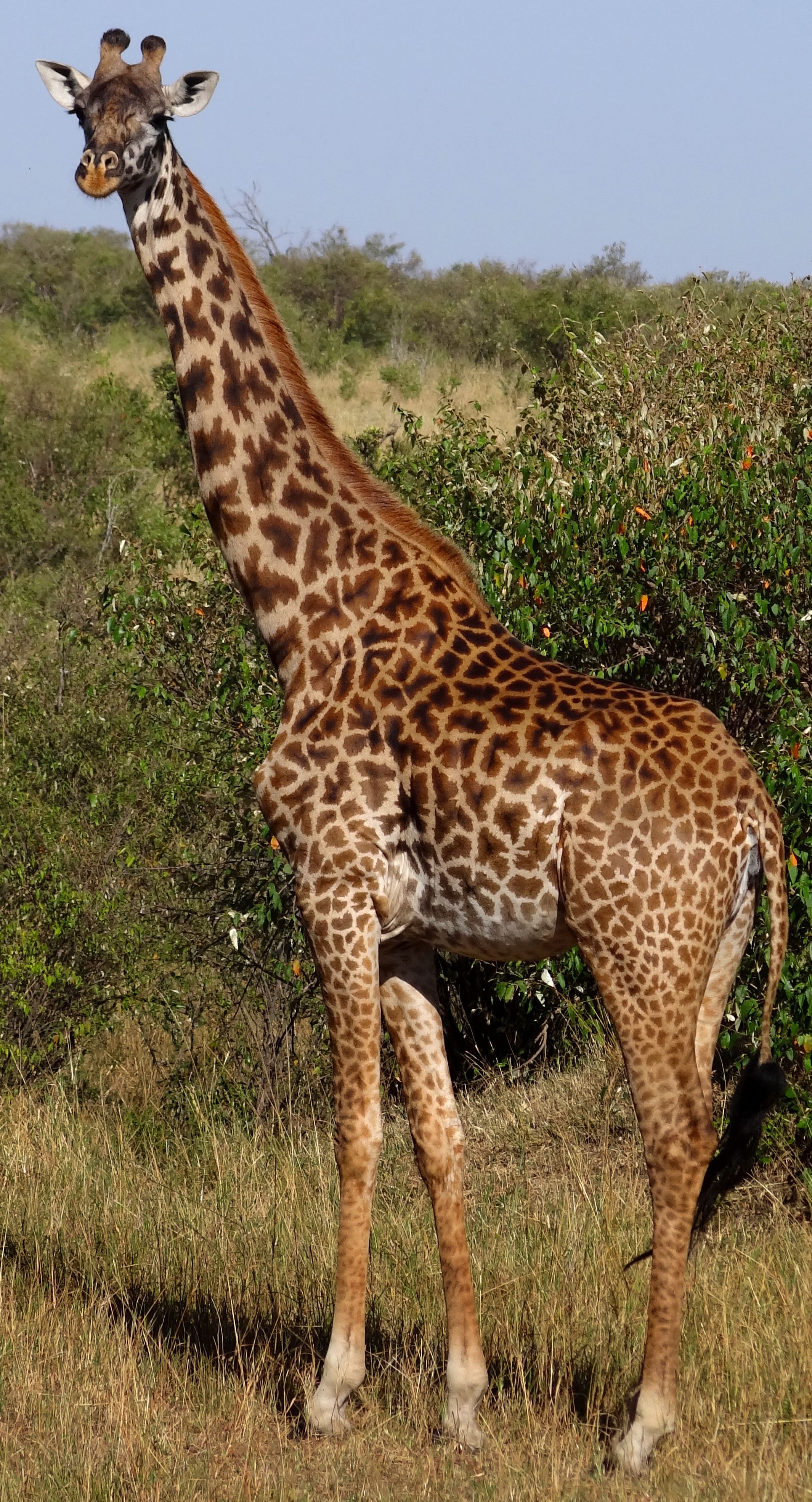 An adult female Masai giraffe in the Masaai Mara National Park, Kenya. Photo taken on August 22, 2012.