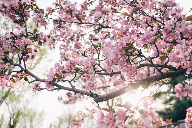 Cherry Blossoms - YYC-1