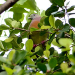 Pink-necked Green Pigeon7