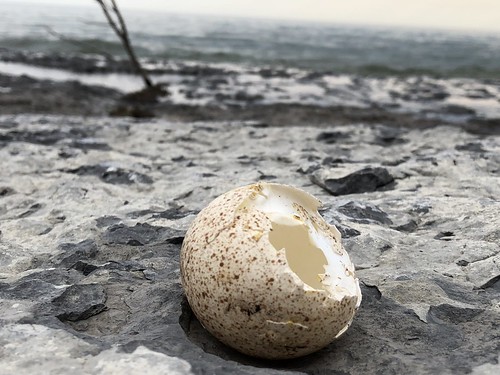 Sandbanks the eaten egg