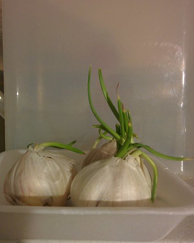 Sprouting garlic bulbs #toronto #spring #garlic #gardening