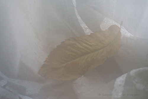 One leaf