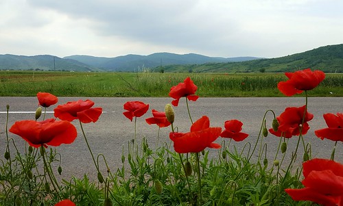 landscape road countyroad poppies prahovavaley dj101p luncaprahovei
