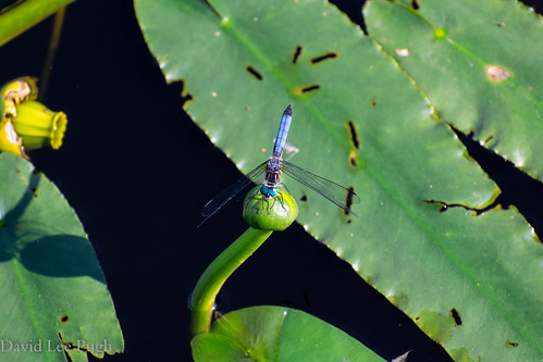 dragonfly blue green nature outdoors river