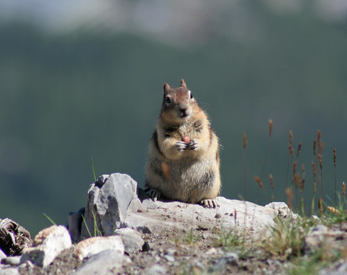 Golden-mantled ground squirrel Sulphur Mountain Banff