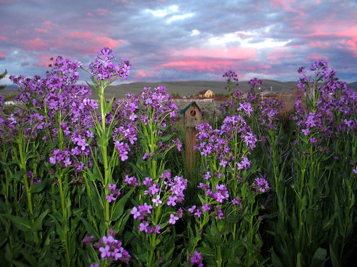 pink sunset sky flower green home clouds garden purple hesperismatronalis damesrocket perfectsunsetssunrisesandskys