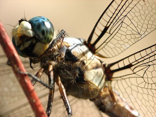 macro closeup insect dragonfly veins winged upclose noxubeerefuge odonata dcr250 raynox rogersmith noxubeenationalwildliferefuge